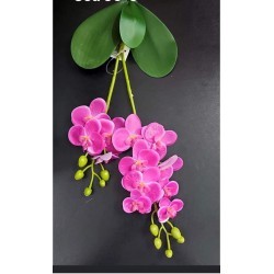 Set 10 fire orhidee din...