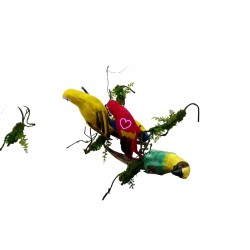 ?Papagal pene mediu engros